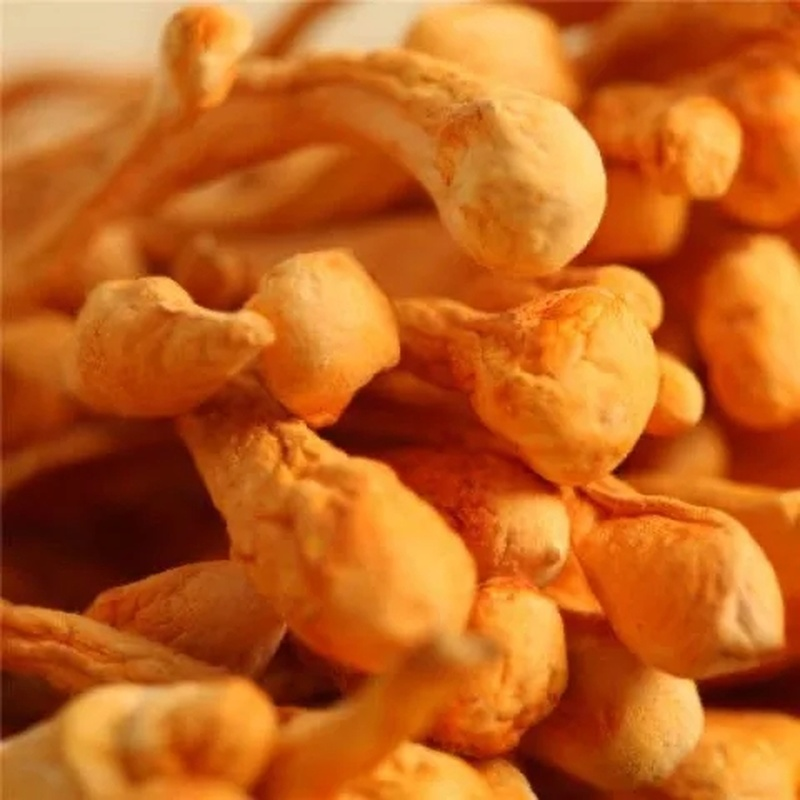 Cordyceps (biologisch) - Gedroogd - Grade A