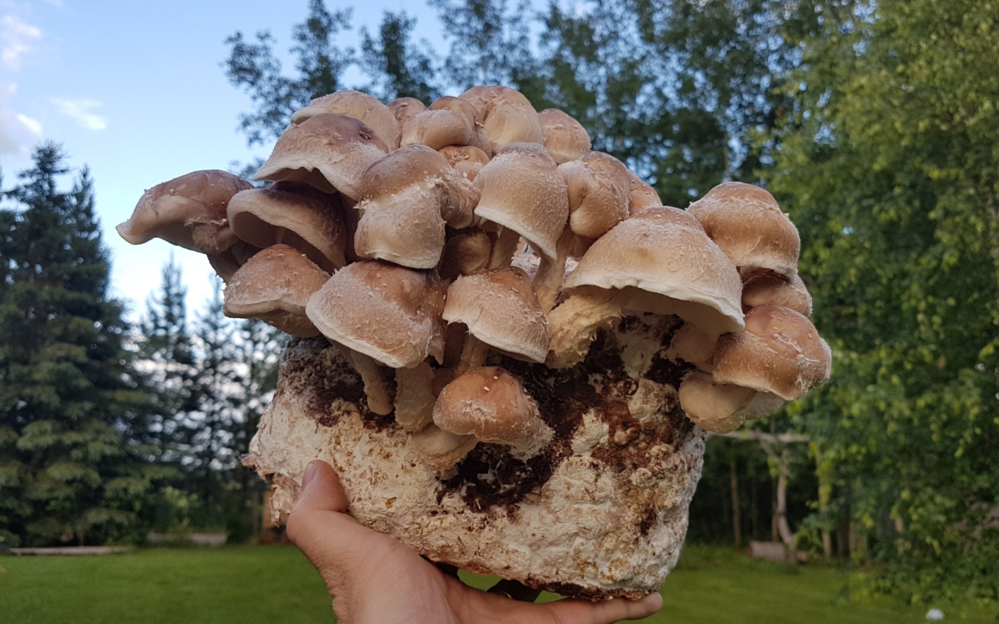Shiitake kweekset