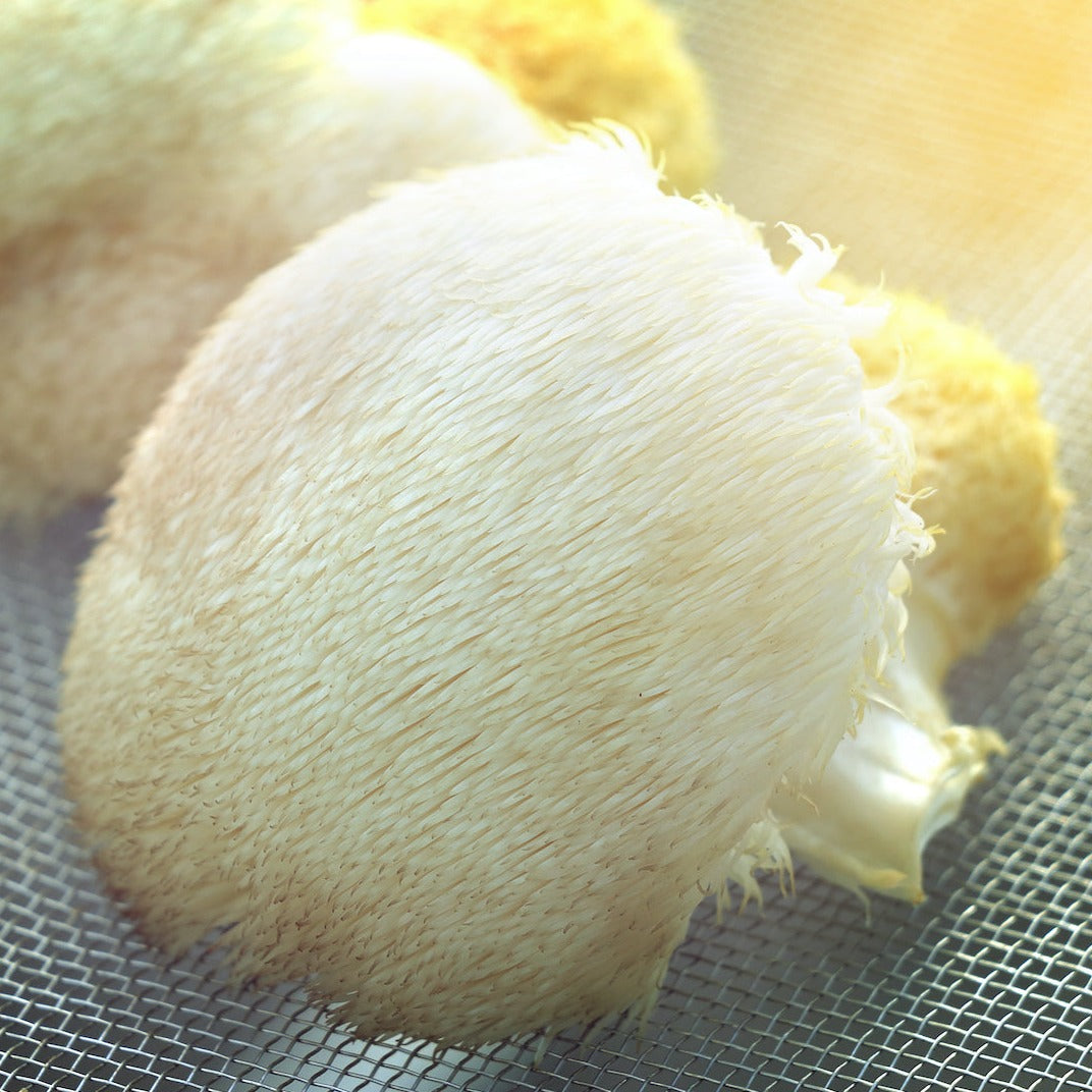 Crinière de Lion (bio) - Séchée - Qualité A