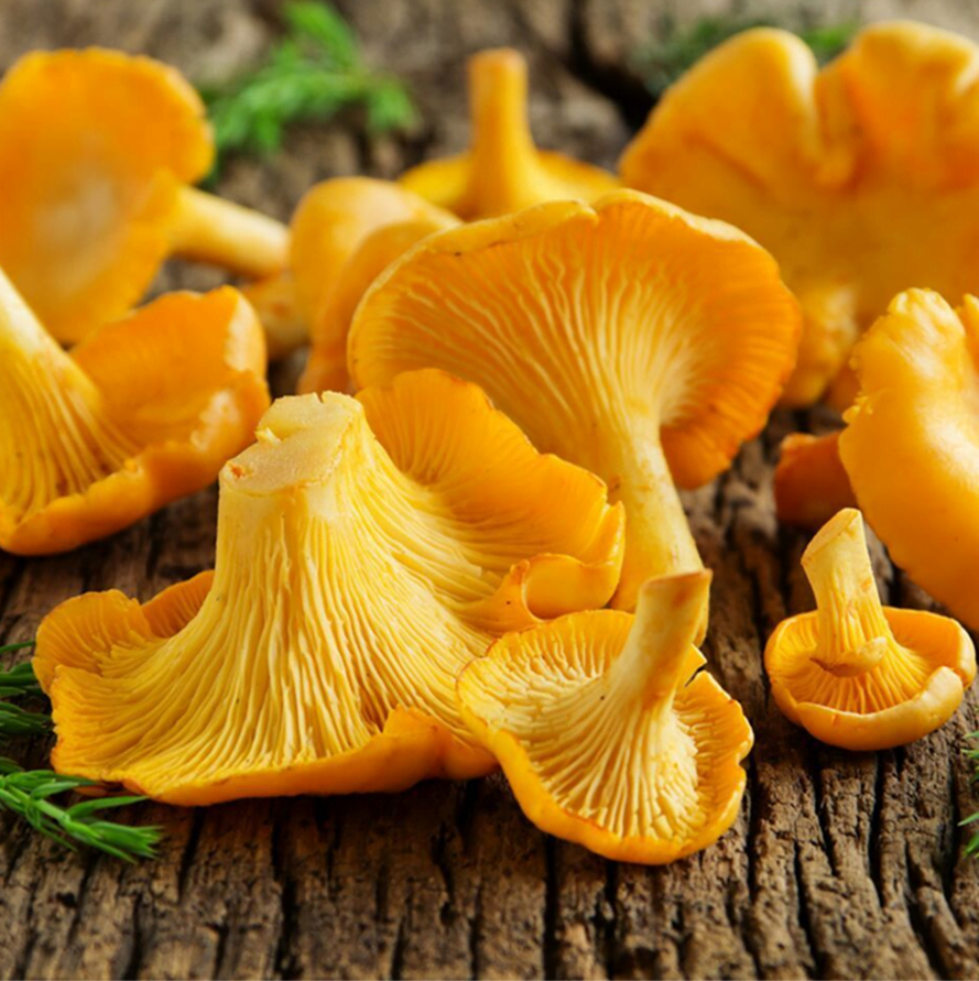Girolle jaune (récolte sauvage) - Séchée - Qualité A
