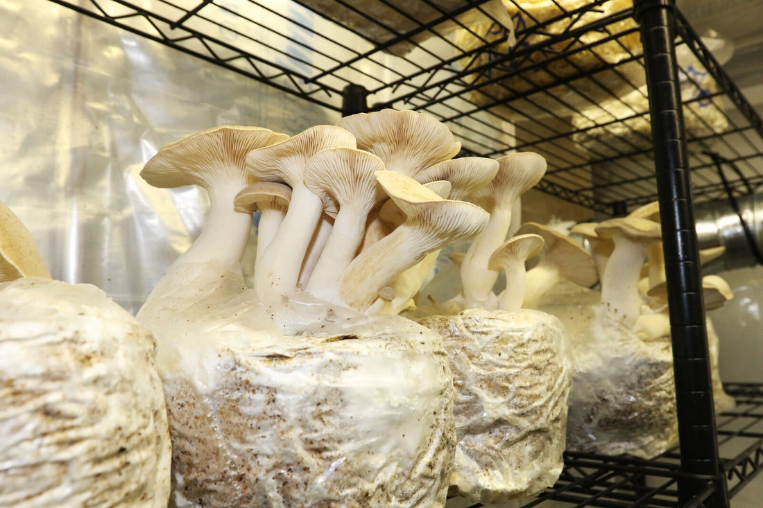 Kit de culture Pleurotes Royales