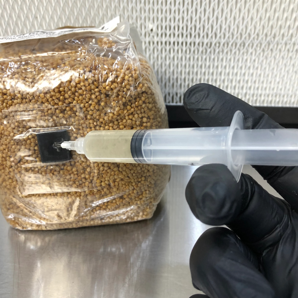 Liquid Culture voor Zwarte Reishi