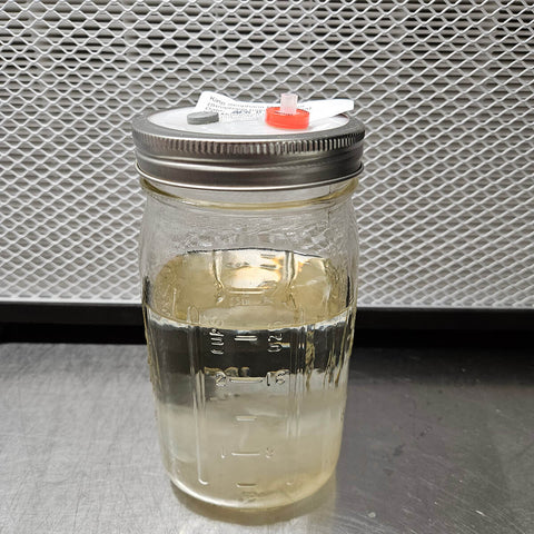 Liquid Culture voor Zwarte Reishi