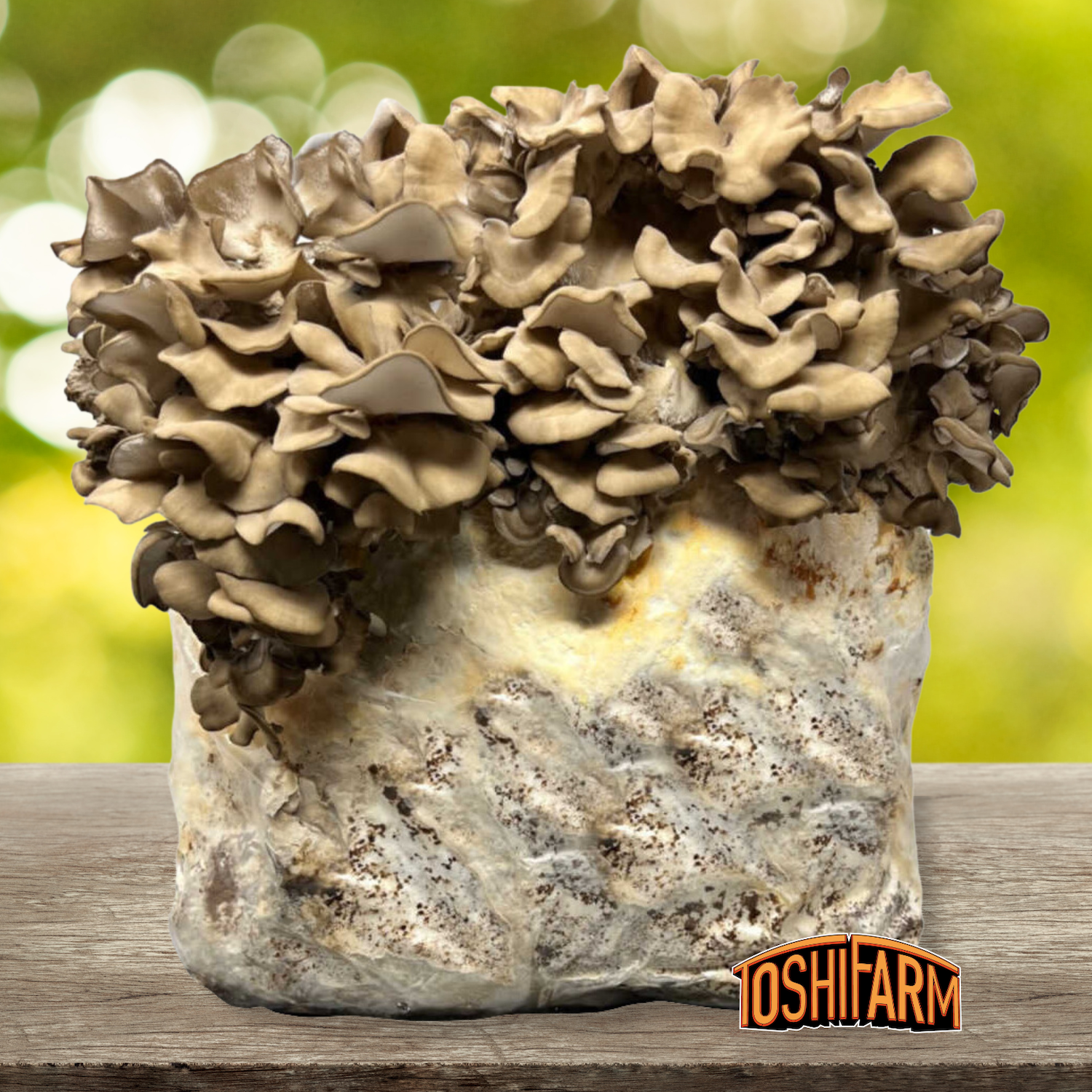 Kit de culture Maitake