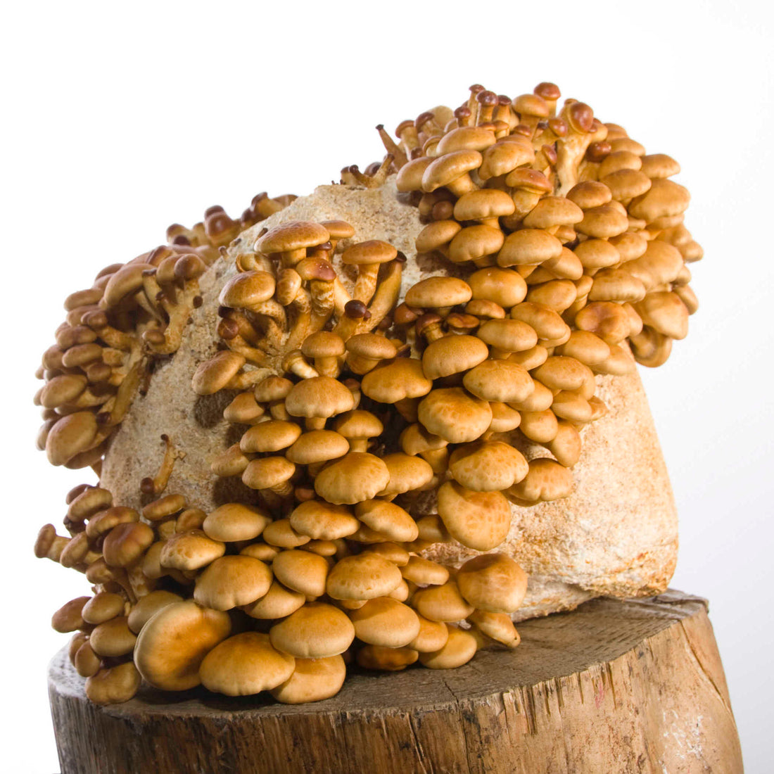 Kit de culture Nameko