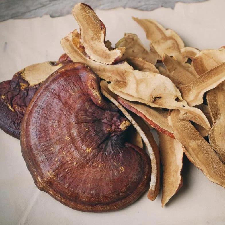 Reishi (bio) - Séchée - Qualité A