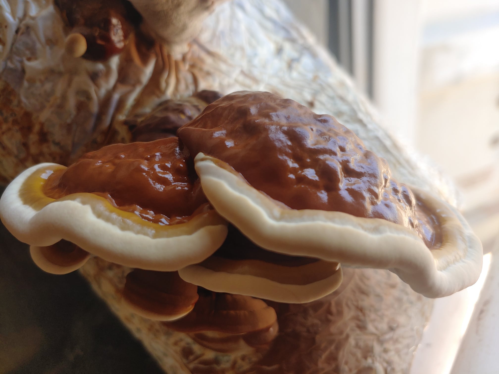 Kit de culture Reishi