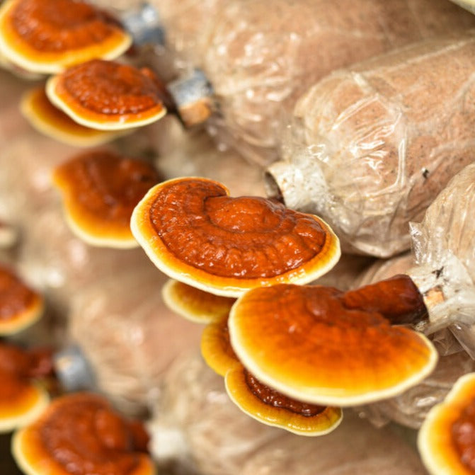 Kit de culture Reishi