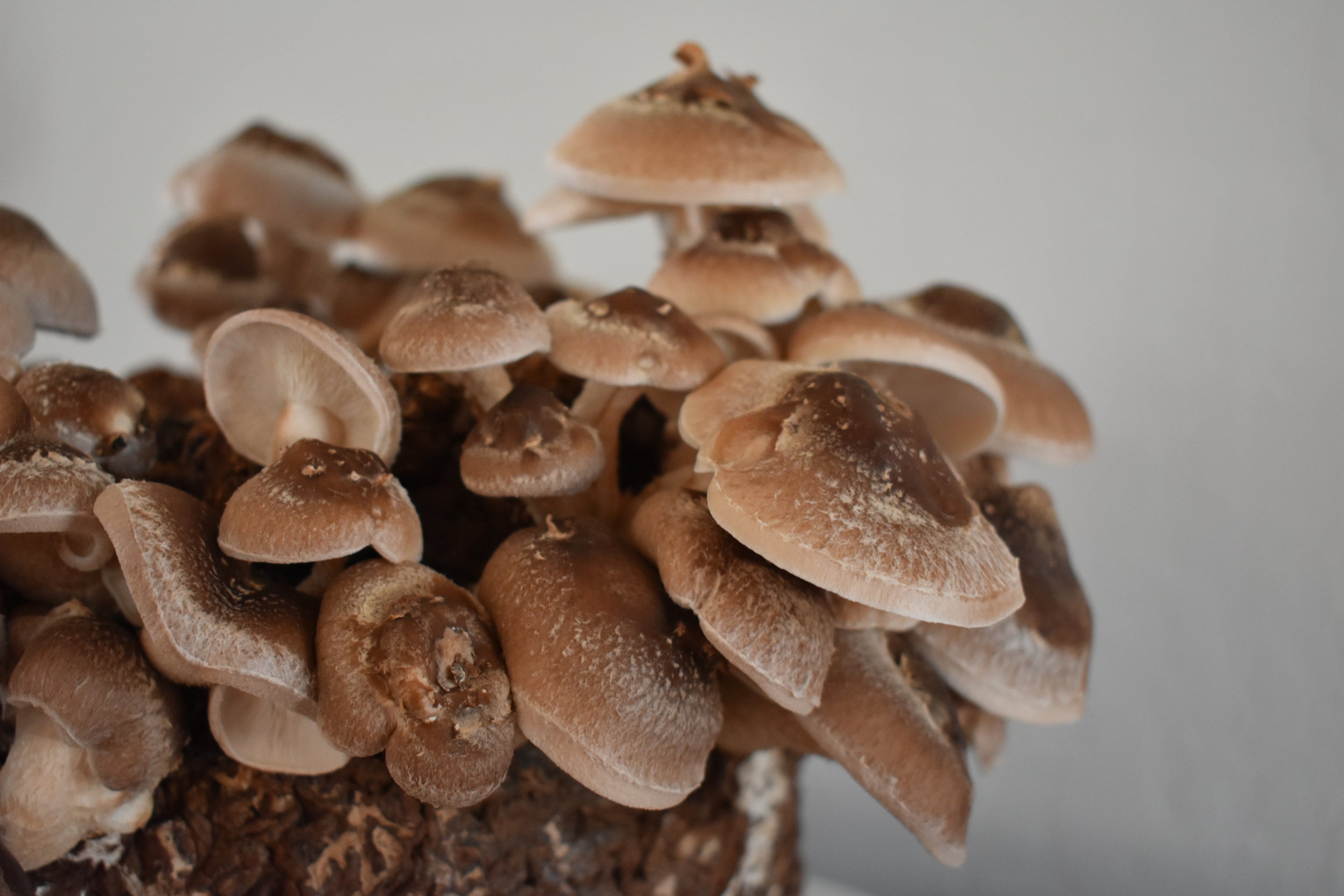 Shiitake kweekset