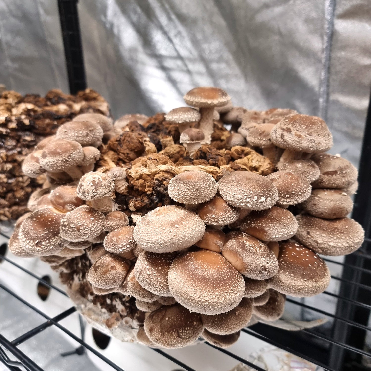 Shiitake kweekset