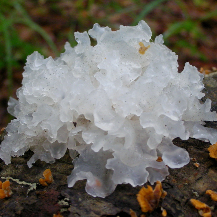 Tremella Poeder (biologisch)