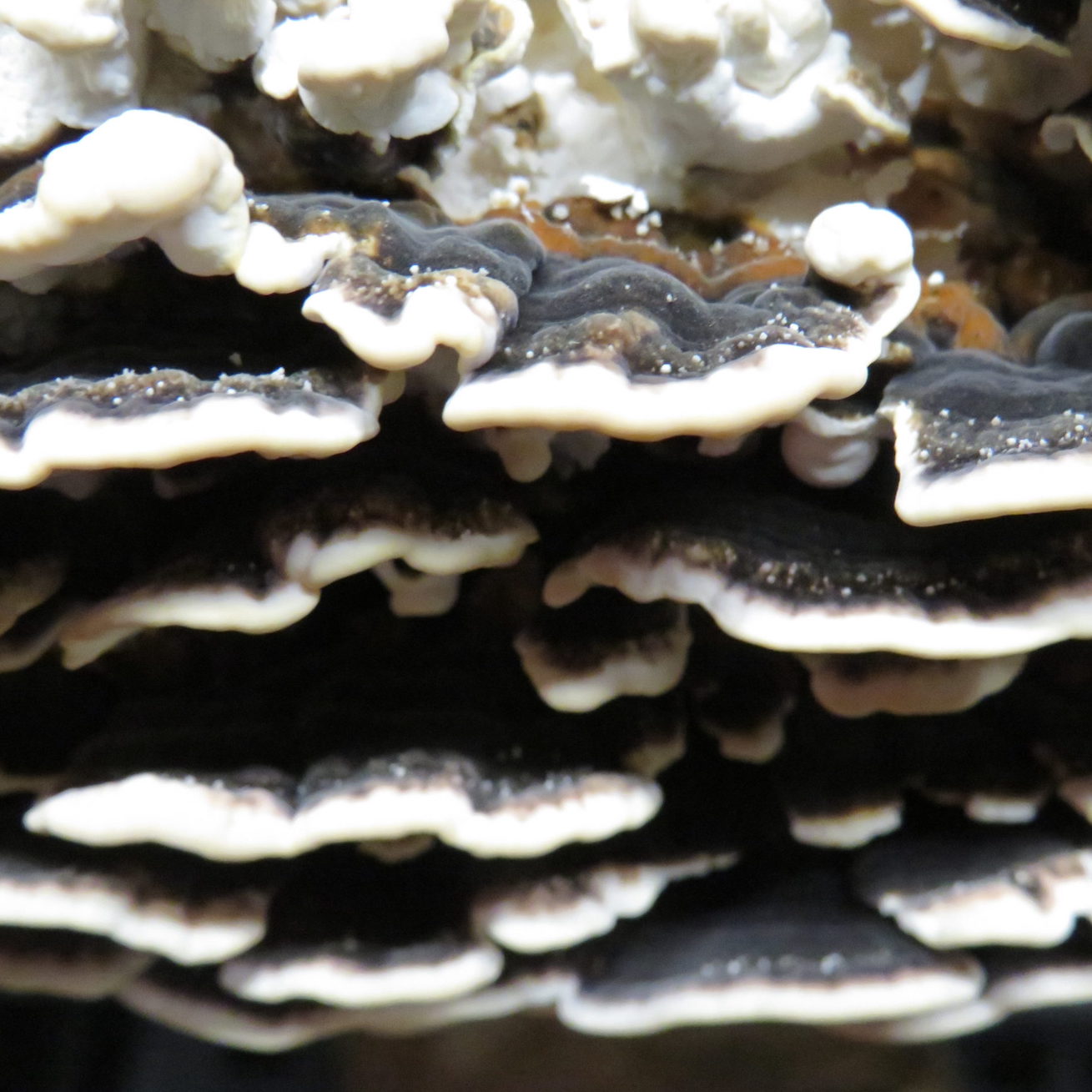 Turkey Tail kweekset