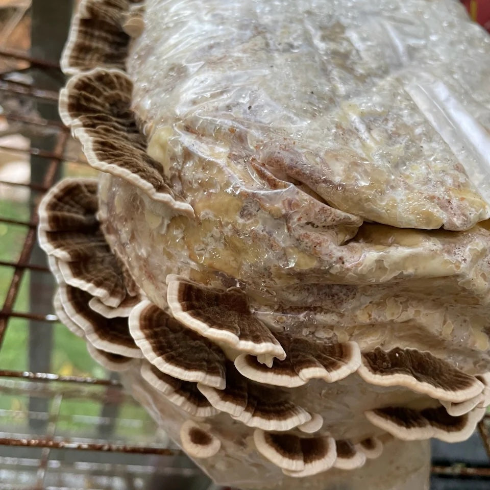 Turkey Tail kweekset