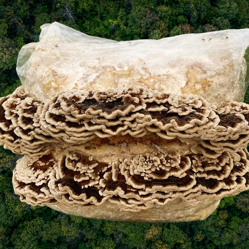 Turkey Tail kweekset