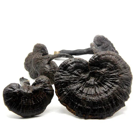 Liquid Culture voor Zwarte Reishi