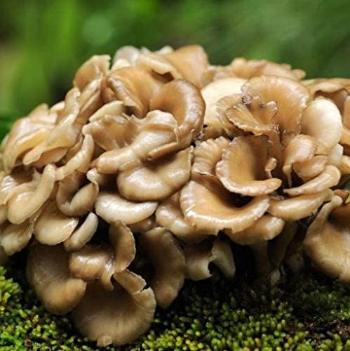 Maitake (Bio) - Gedroogd - Grade A