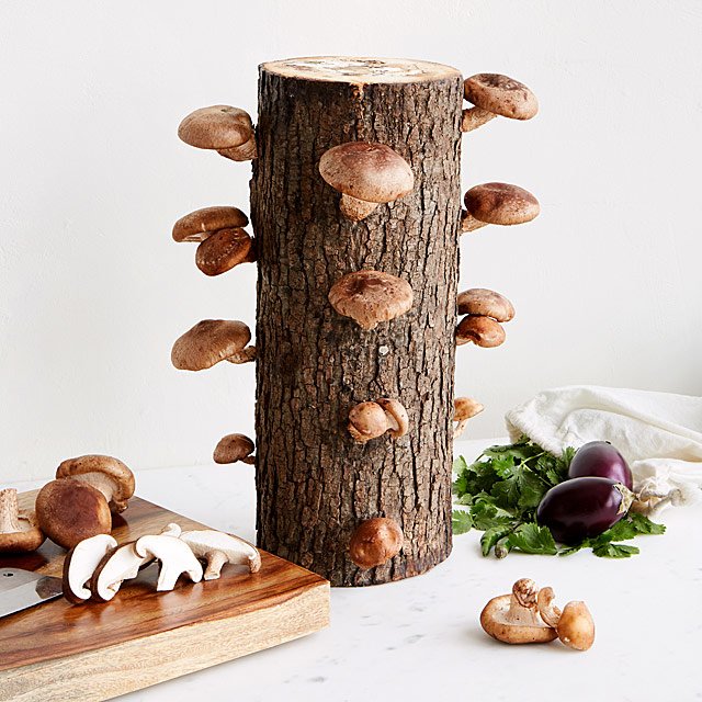 Shiitake Eikenhout Kweekstam 60cm