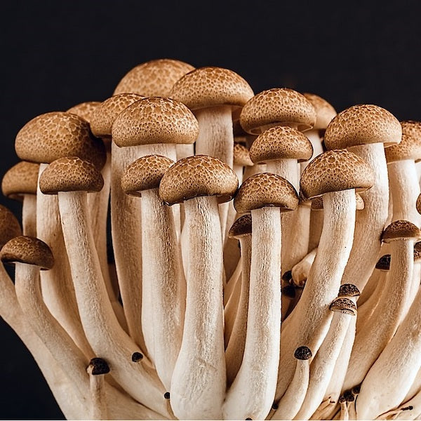 Mega Spore Pack - 500 gram