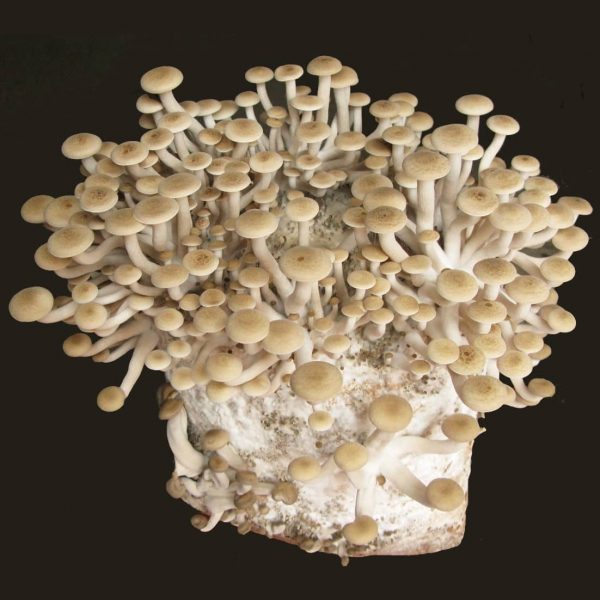 Couvain pour Champignon de hêtre