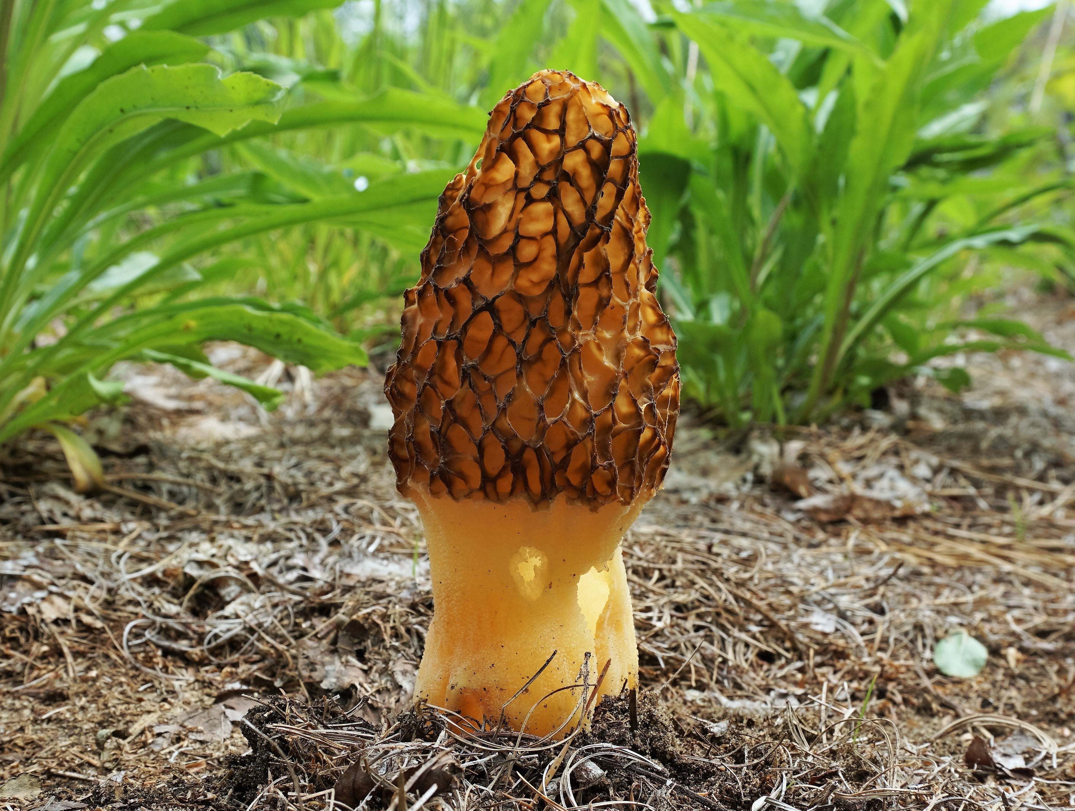 Broed voor Zwarte Morieljes