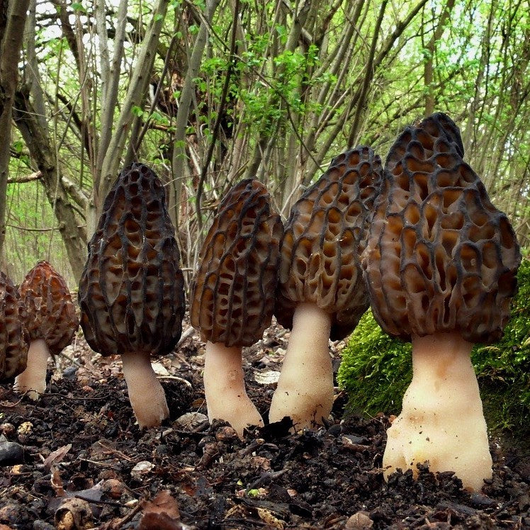 Couvain pour morilles noires