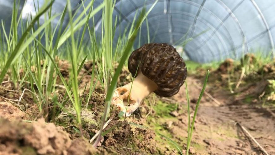 Broed voor Zwarte Morieljes