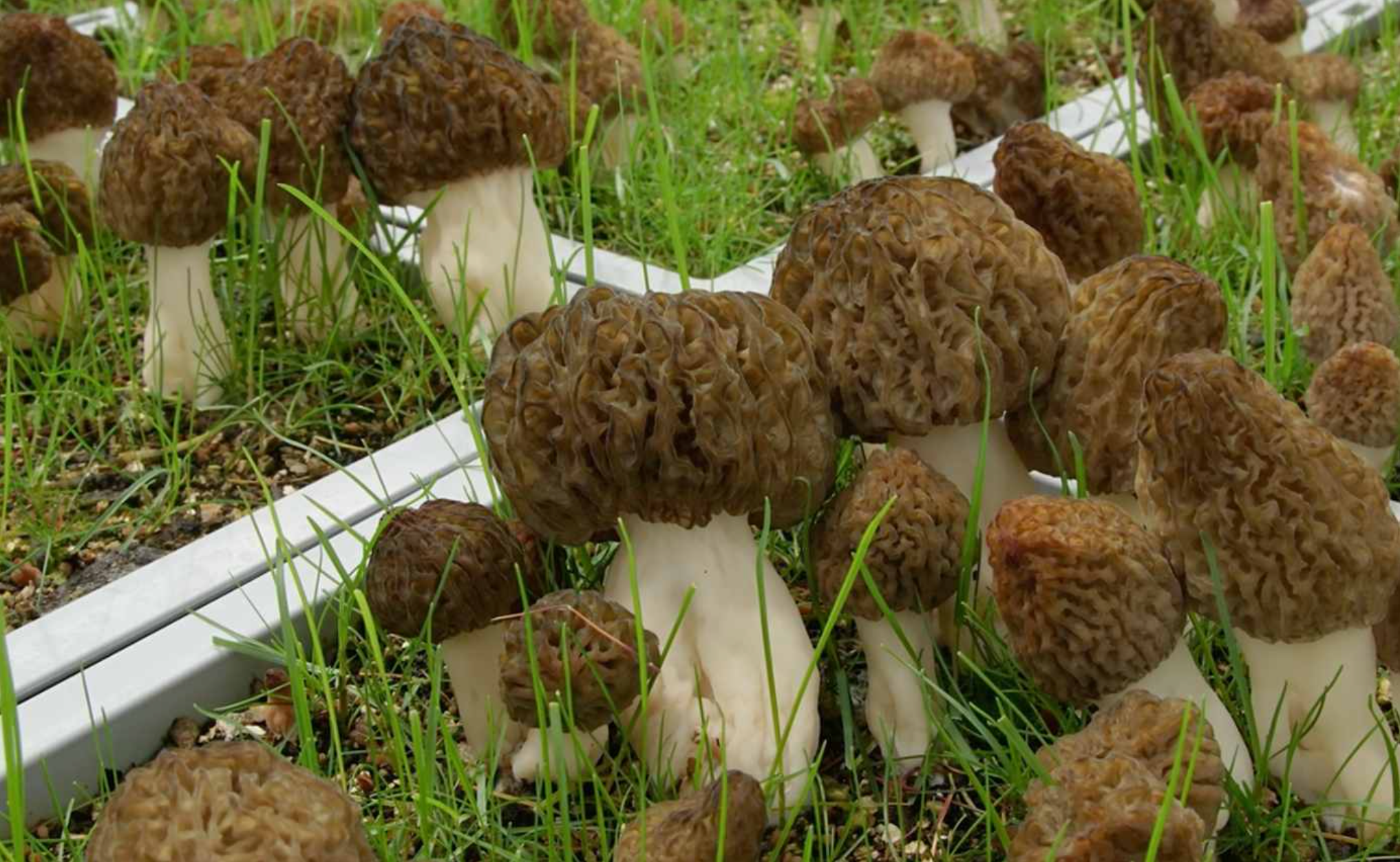 Broed voor Zwarte Morieljes
