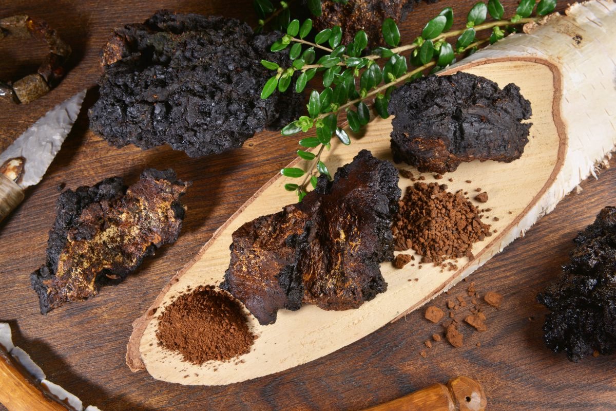 Chaga Poeder (biologisch)