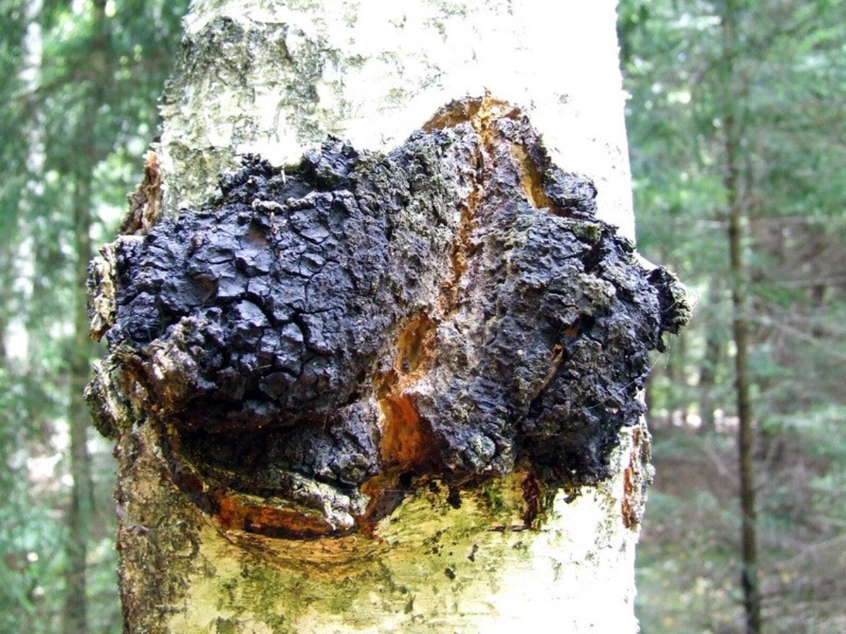 Chaga Poeder (biologisch)