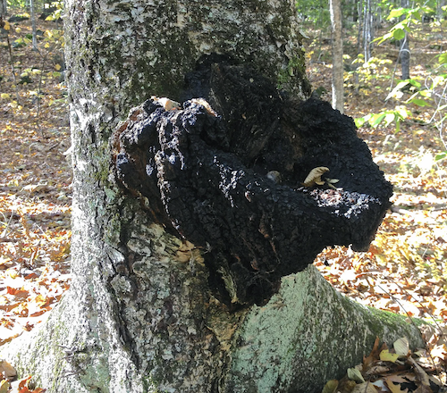 Houtpluggen voor Chaga