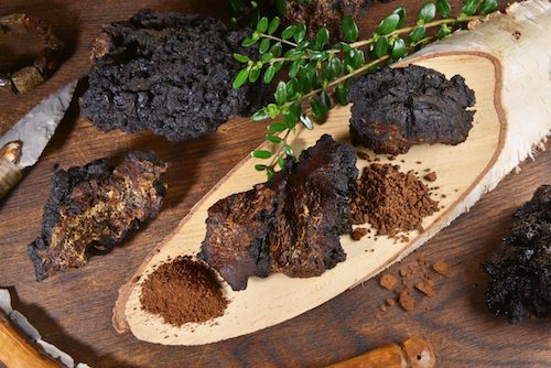 Houtpluggen voor Chaga