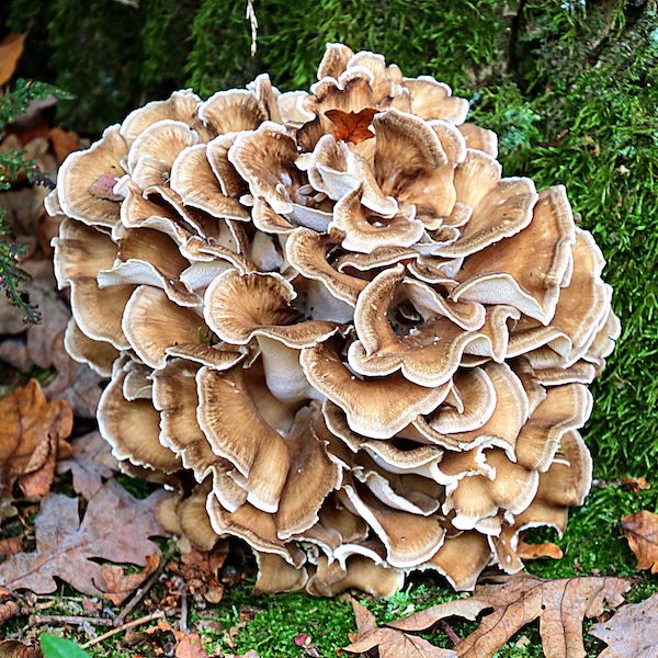 Forest Pack - 200 gram