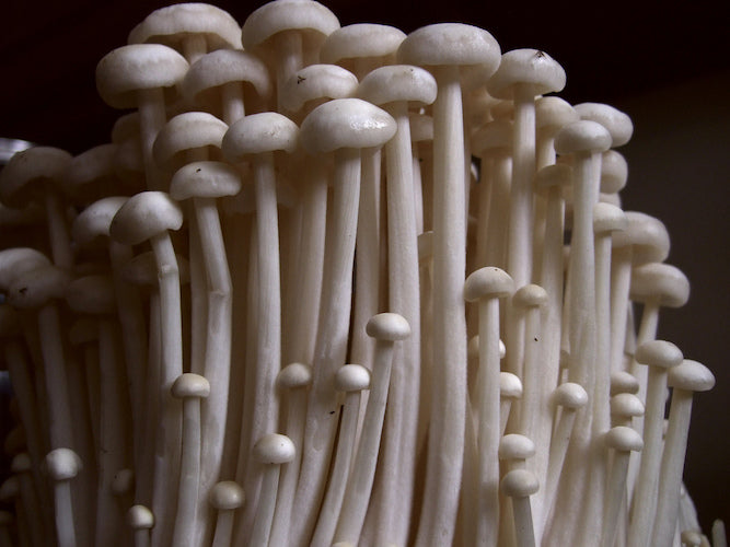 Broed voor Enoki