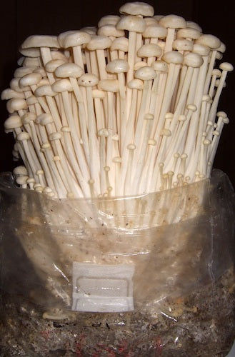 Broed voor Enoki