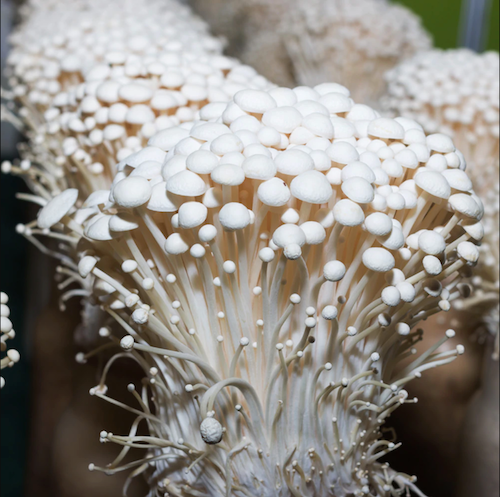 Broed voor Enoki