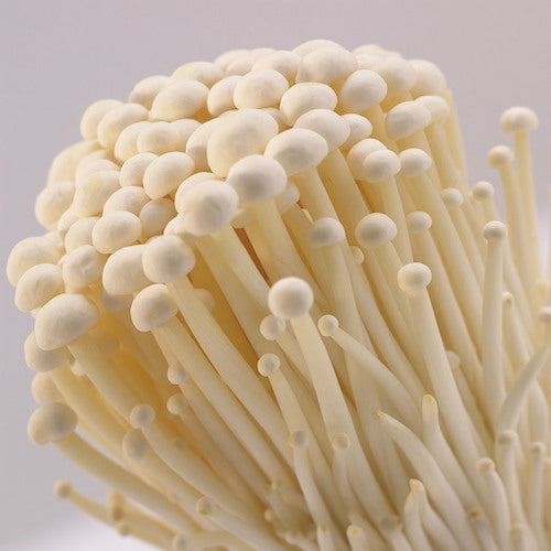 Broed voor Enoki