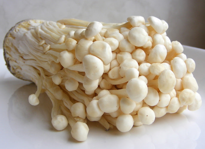 Broed voor Enoki