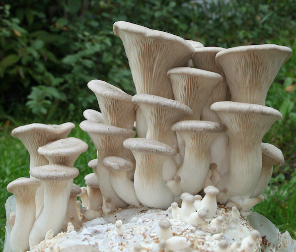 Couvain pour Pleurote King