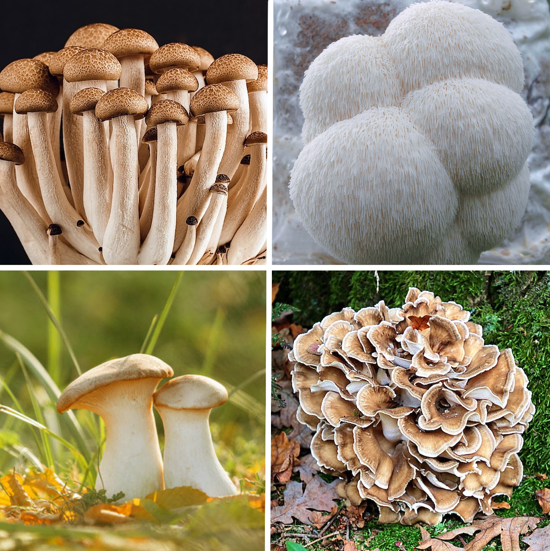 Forest Pack - 200 gram