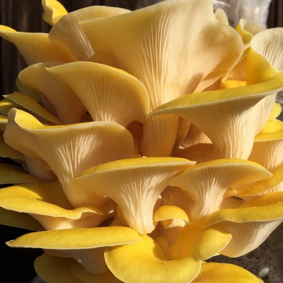 Broed voor Grijze Gele en Roze Oesterzwammen - 150 gram