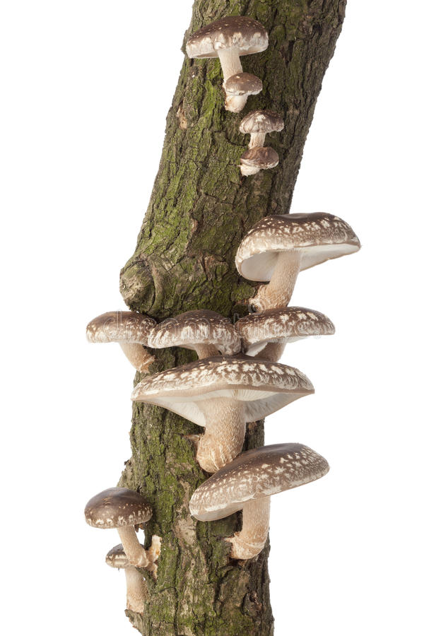 Shiitake Eikenhout Kweekstam 60cm
