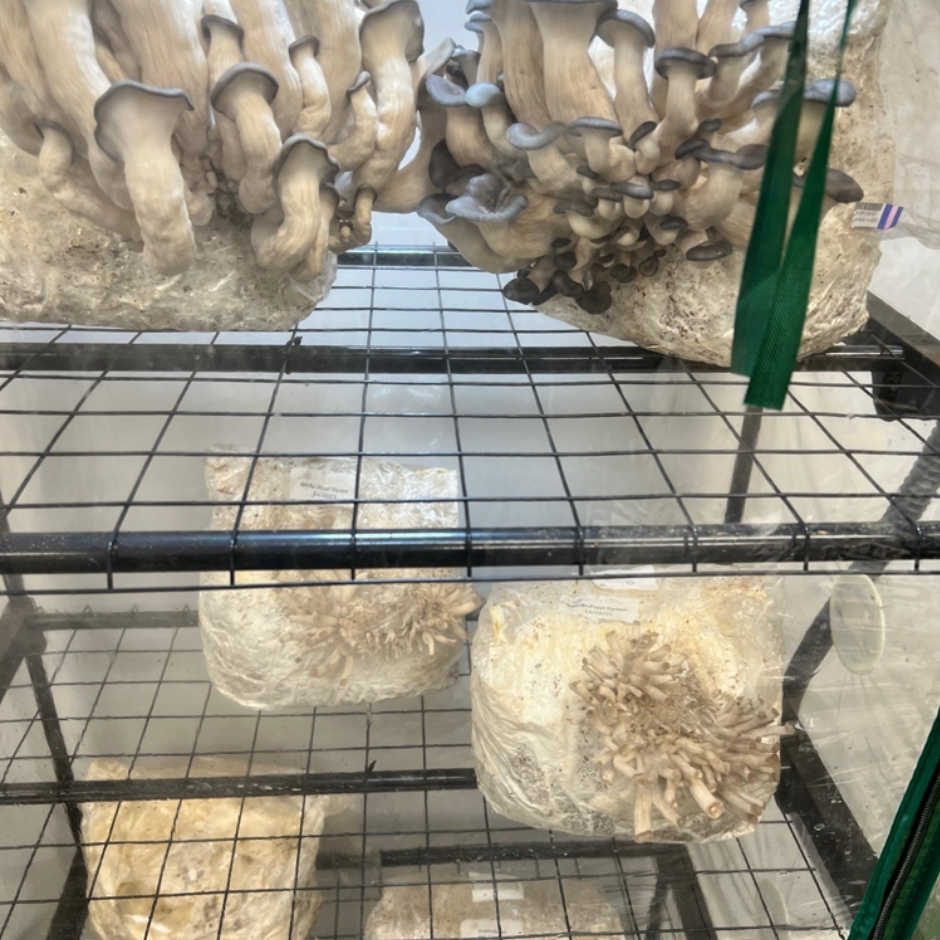 Gele Oesterzwam Beginner Bundel