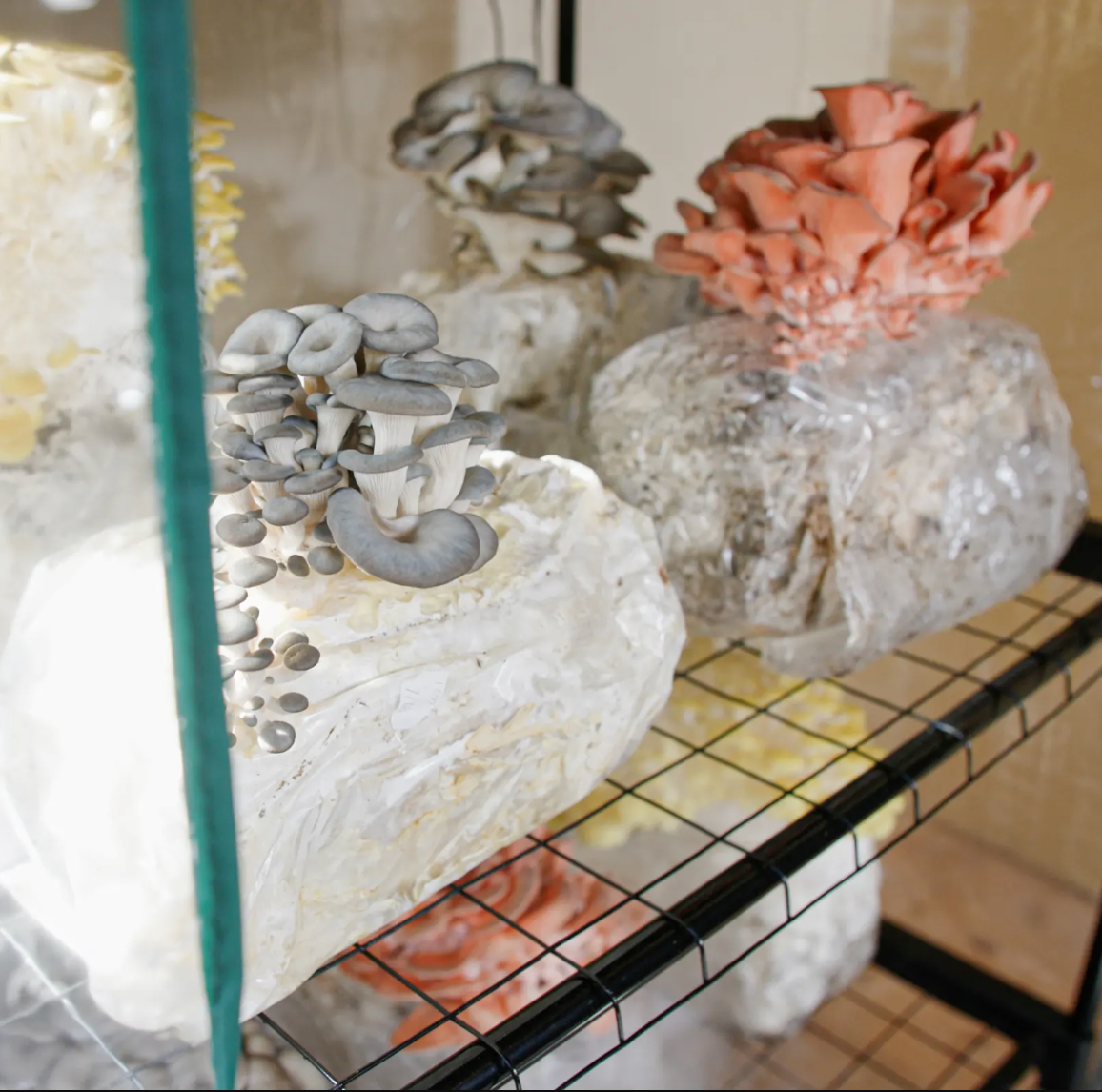 Gele Oesterzwam Beginner Bundel