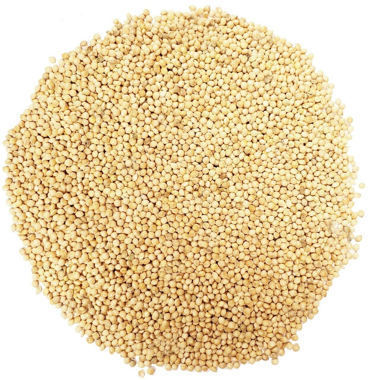 Broed voor Grijze Gele en Roze Oesterzwammen - 150 gram