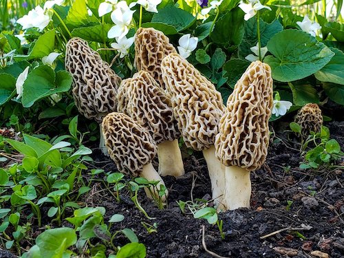 Couvain pour les morilles communes