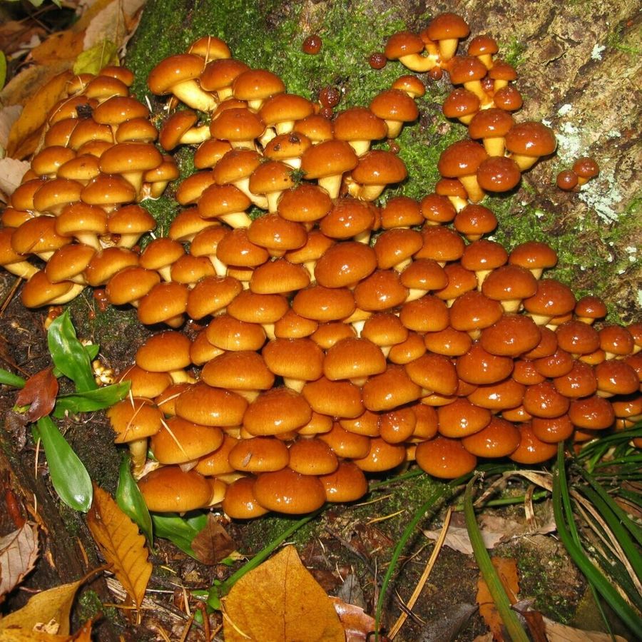 Houtpluggen voor Nameko