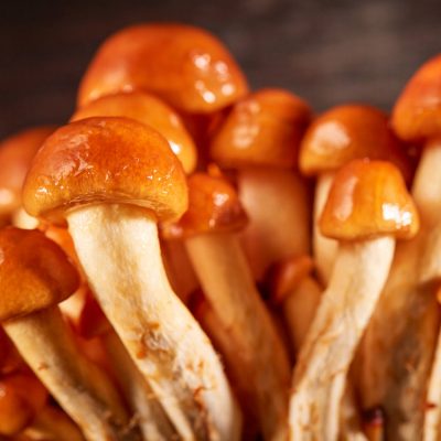 Houtpluggen voor Nameko