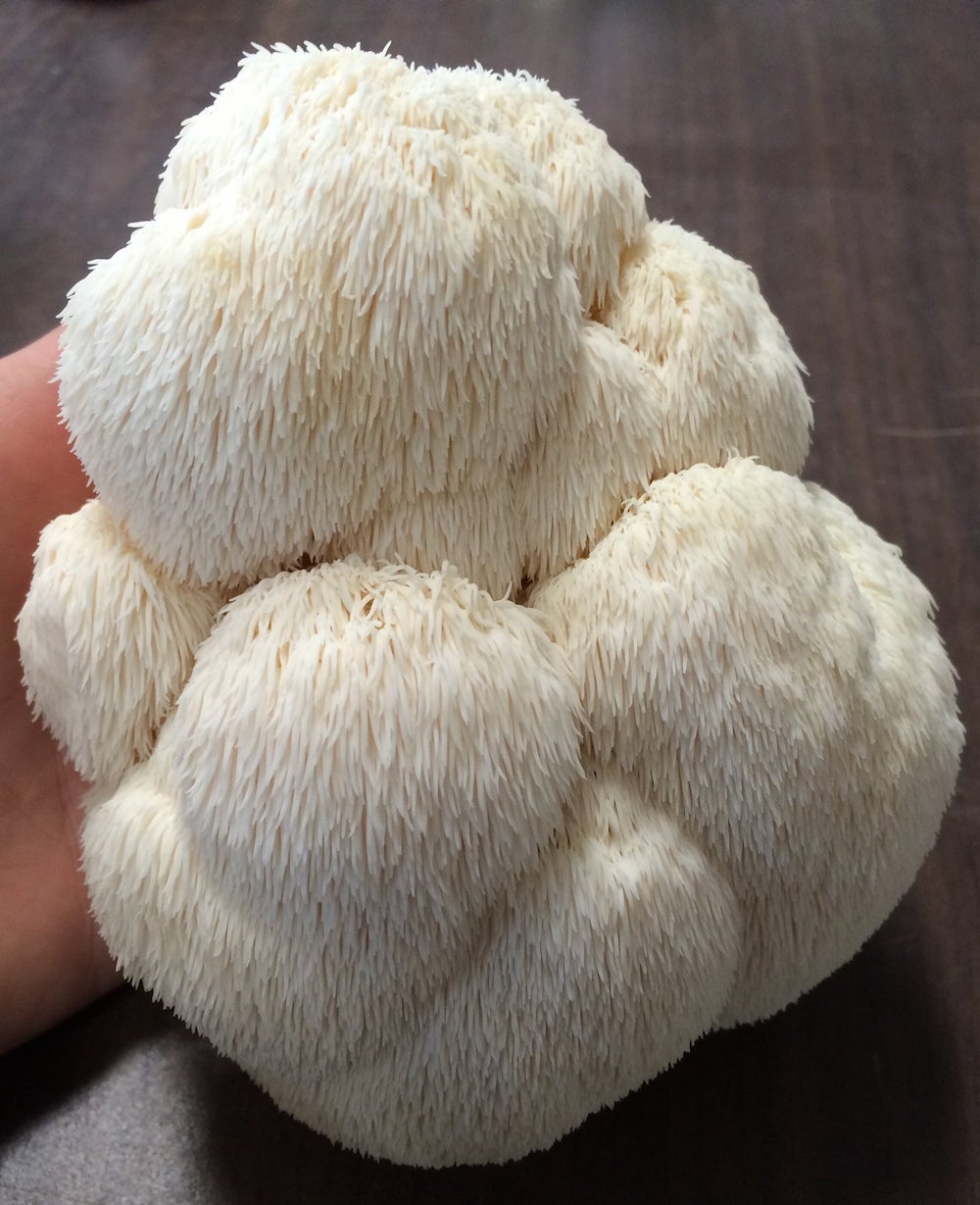 Mega Spore Pack - 500 gram