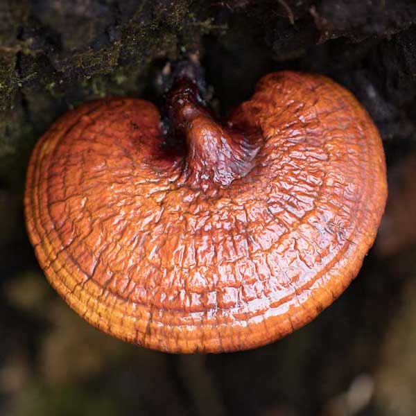 Reishi Poeder (biologisch)