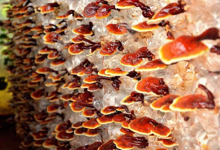 Broed voor Reishi